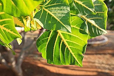 Bethesda《辐射4》“次世代更新”推迟到2024年