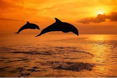 《再见甜蜜卡罗尔》推迟到2025年发行